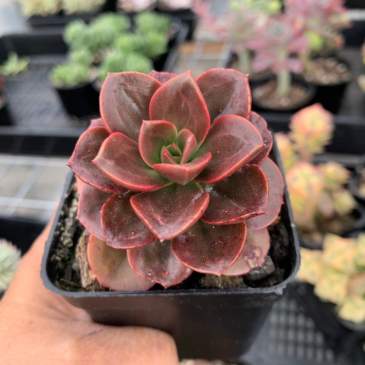 Echeveria 'Melaco'