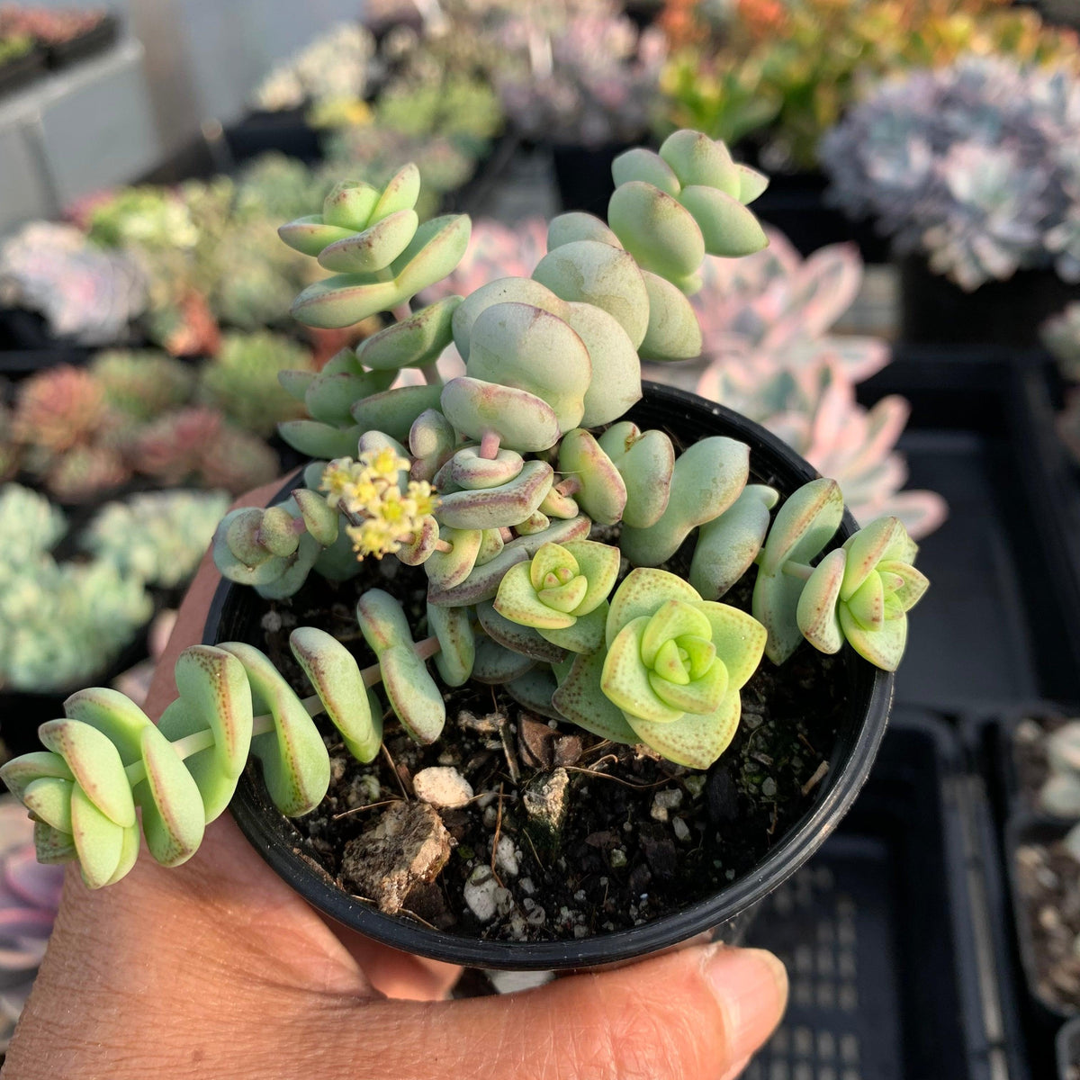 Crassula perforata - mini weeping form