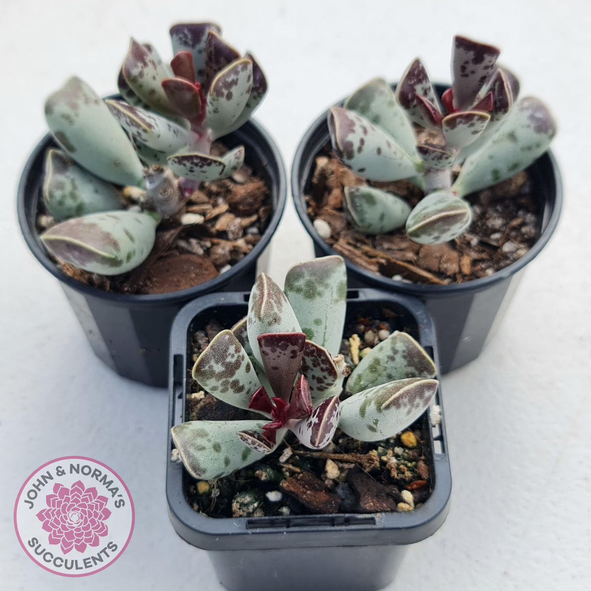 Adromischus triflorus