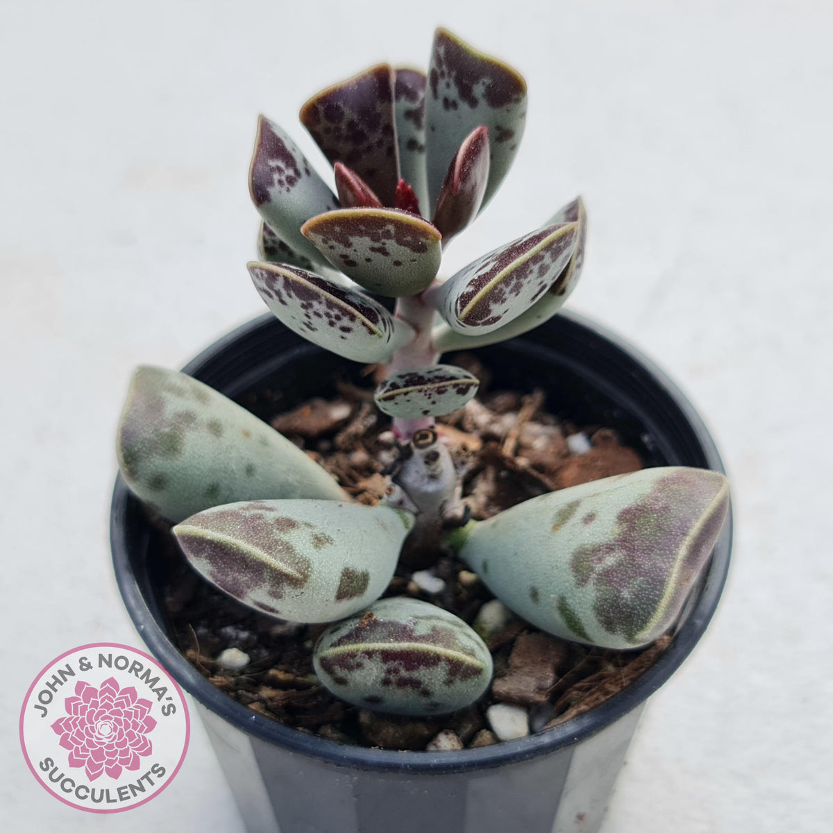 Adromischus triflorus