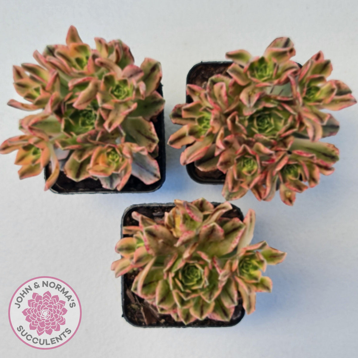 Aeonium Bronze Medal Variegated 'Sweet Tea'