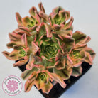 Aeonium Bronze Medal Variegated 'Sweet Tea'