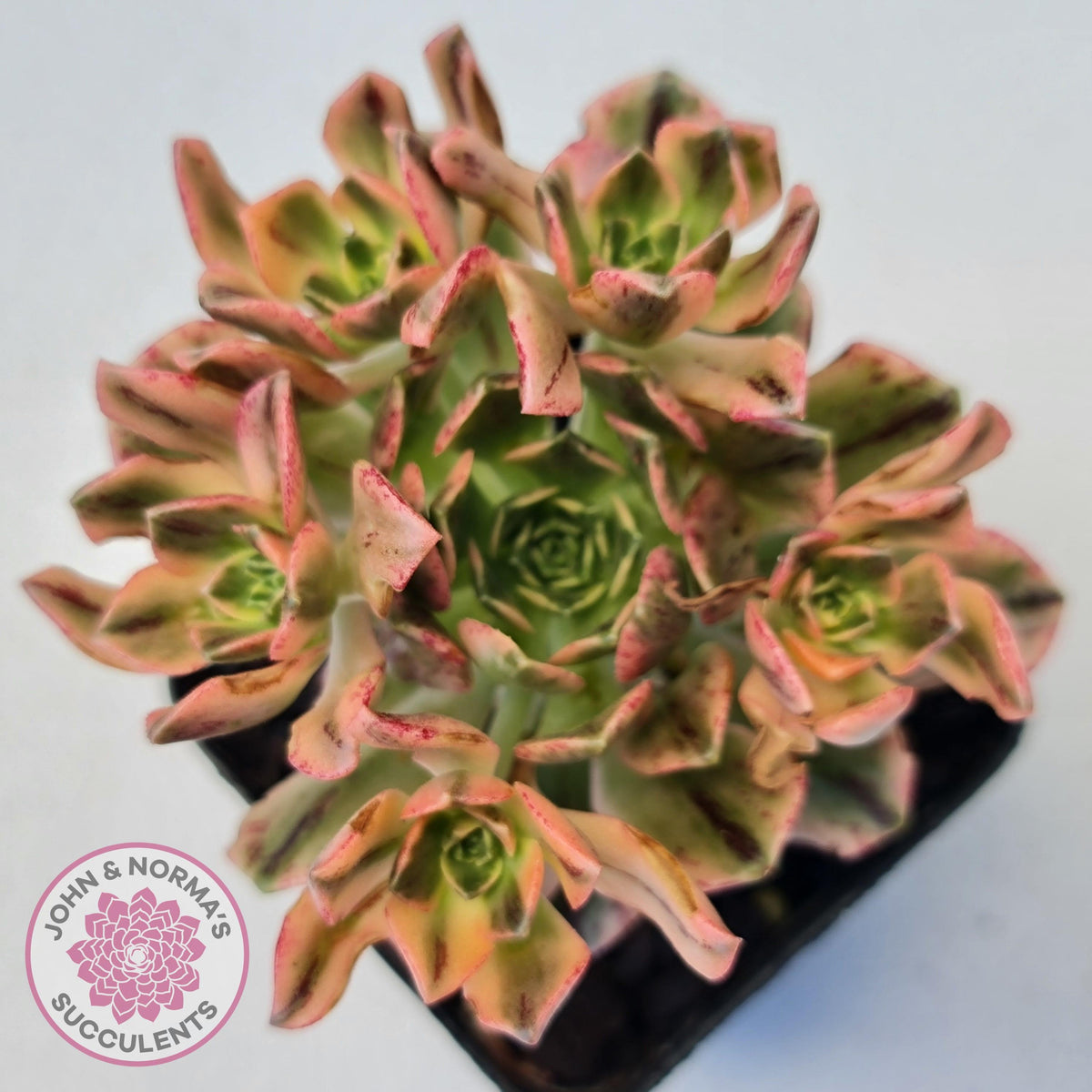 Aeonium Bronze Medal Variegated 'Sweet Tea'