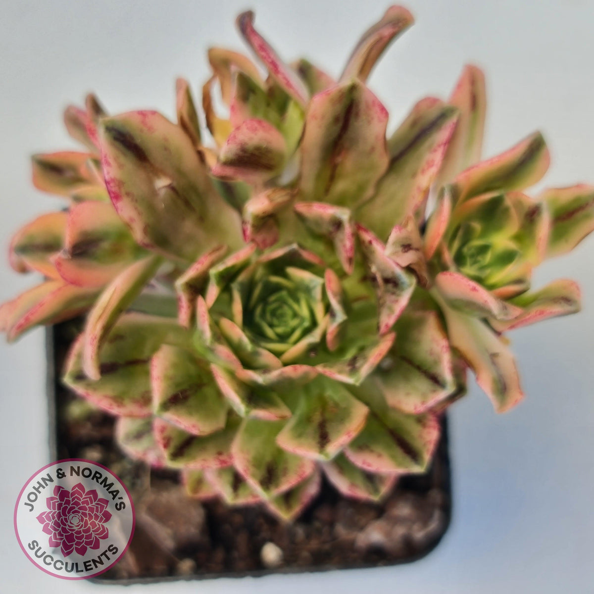 Aeonium Bronze Medal Variegated 'Sweet Tea'
