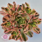 Aeonium Bronze Medal Variegated 'Sweet Tea'