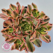 Load image into Gallery viewer, Aeonium Bronze Medal Variegated &#39;Sweet Tea&#39; - John &amp; Norma&#39;s Succulents Australia
