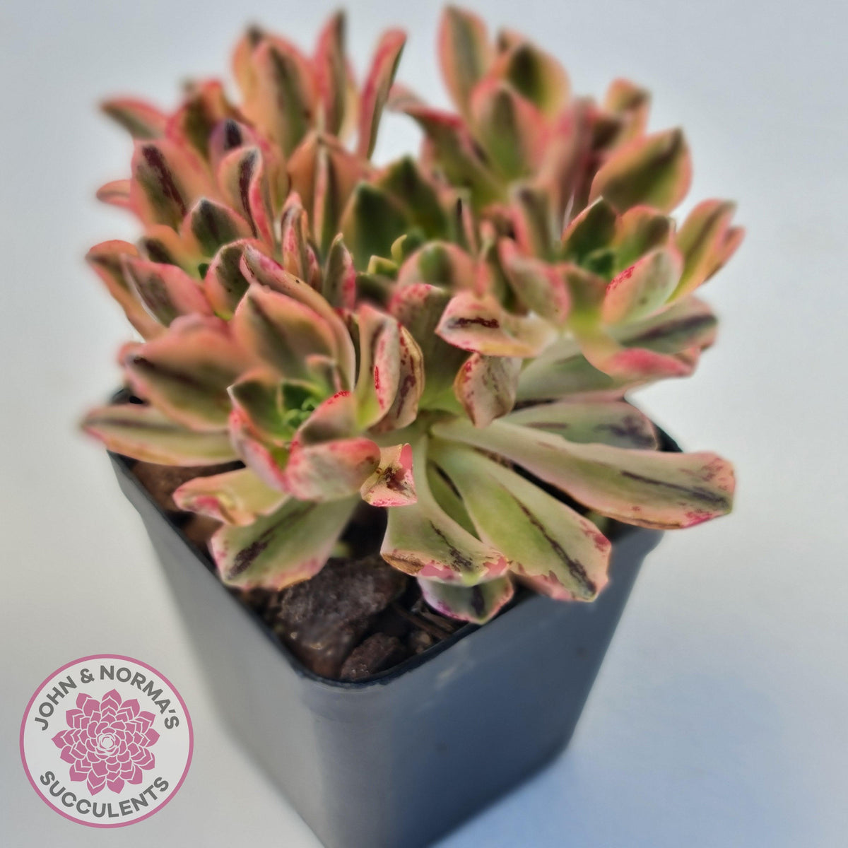 Aeonium Bronze Medal Variegated 'Sweet Tea'