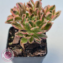 Load image into Gallery viewer, Aeonium Bronze Medal Variegated &#39;Sweet Tea&#39; - John &amp; Norma&#39;s Succulents Australia
