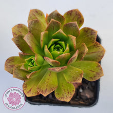 Load image into Gallery viewer, Aeonium Bronze Medal
