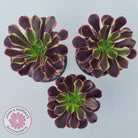 Aeonium 'Superbang' aka 'Oujiali' Variegated