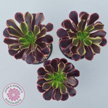 Load image into Gallery viewer, Aeonium &#39;Superbang&#39; aka &#39;Oujiali&#39; Variegated - John &amp; Norma&#39;s Succulents Australia
