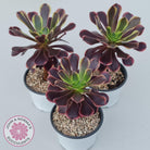 Aeonium 'Superbang' aka 'Oujiali' Variegated