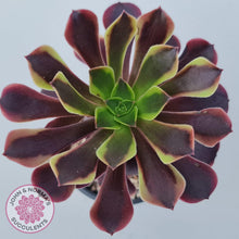 Load image into Gallery viewer, Aeonium &#39;Superbang&#39; aka &#39;Oujiali&#39; Variegated - John &amp; Norma&#39;s Succulents Australia
