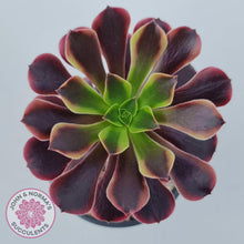 Load image into Gallery viewer, Aeonium &#39;Superbang&#39; aka &#39;Oujiali&#39; Variegated - John &amp; Norma&#39;s Succulents Australia
