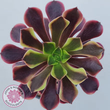 Load image into Gallery viewer, Aeonium &#39;Superbang&#39; aka &#39;Oujiali&#39; Variegated - John &amp; Norma&#39;s Succulents Australia
