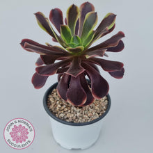 Load image into Gallery viewer, Aeonium &#39;Superbang&#39; aka &#39;Oujiali&#39; Variegated - John &amp; Norma&#39;s Succulents Australia
