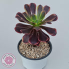 Aeonium 'Superbang' aka 'Oujiali' Variegated