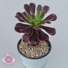 Load image into Gallery viewer, Aeonium &#39;Superbang&#39; aka &#39;Oujiali&#39; Variegated - John &amp; Norma&#39;s Succulents Australia
