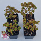 Aeonium sedifolium