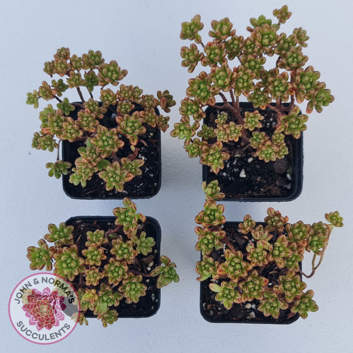 Aeonium sedifolium