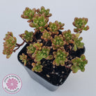 Aeonium sedifolium