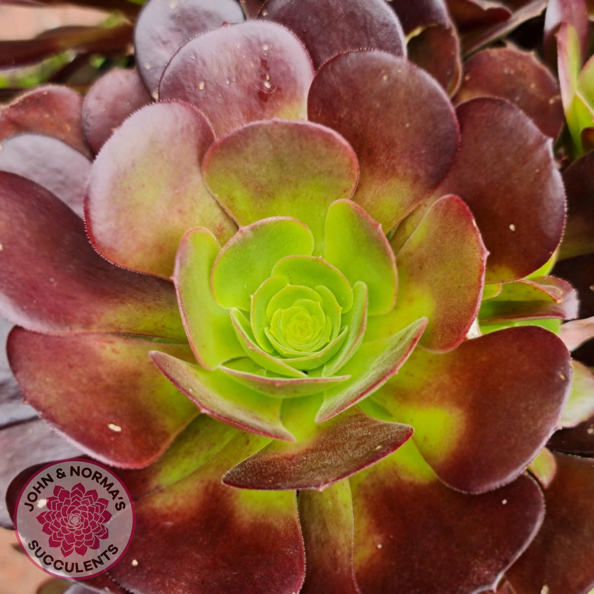 Aeonium Velour Cutting/s