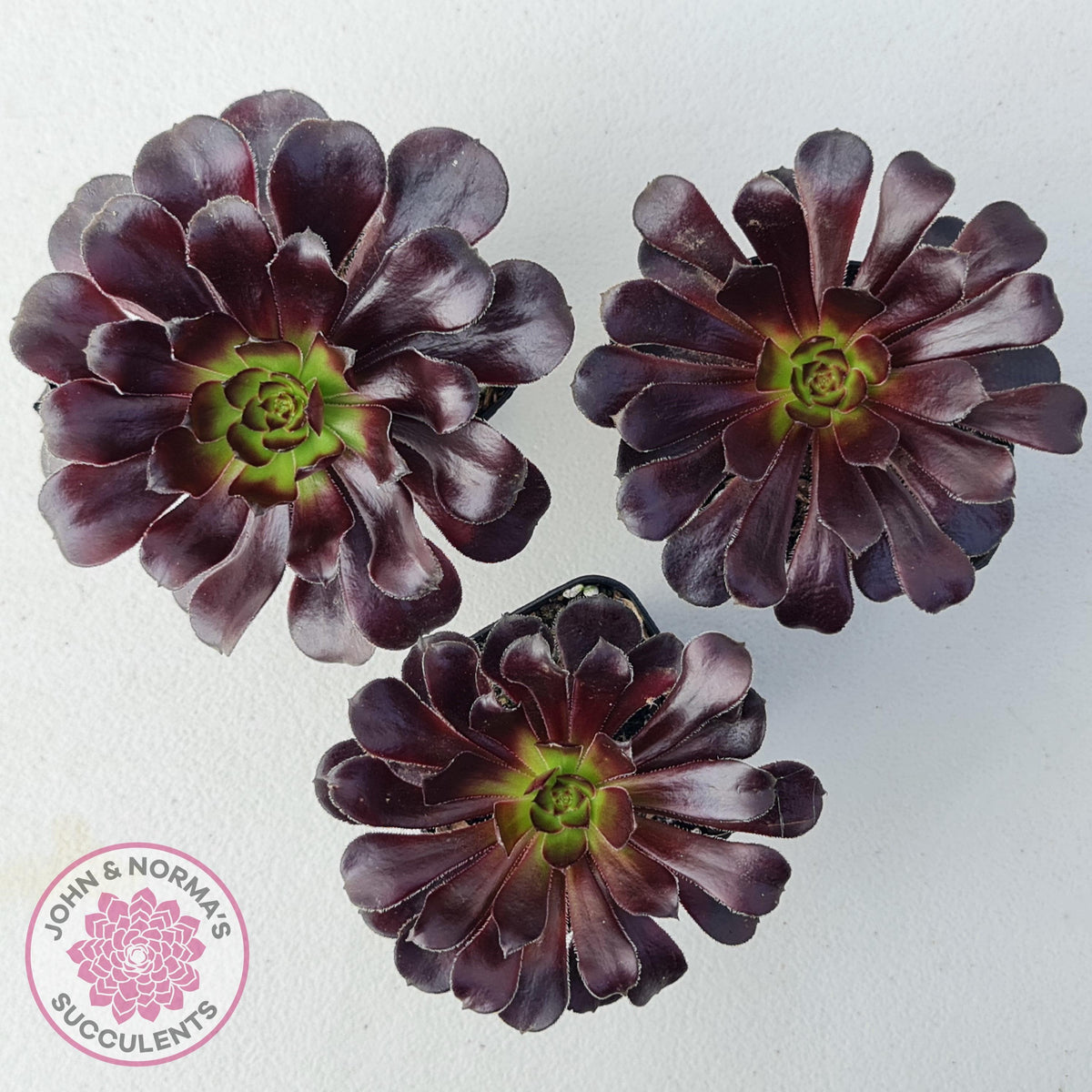 Aeonium arboreum ‘Zwartkop’