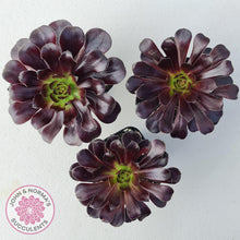 Load image into Gallery viewer, Aeonium ‘Zwartkop’ - John &amp; Norma&#39;s Succulents
