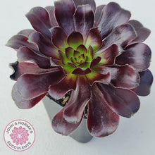 Load image into Gallery viewer, Aeonium ‘Zwartkop’ - John &amp; Norma&#39;s Succulents
