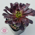 Aeonium arboreum ‘Zwartkop’