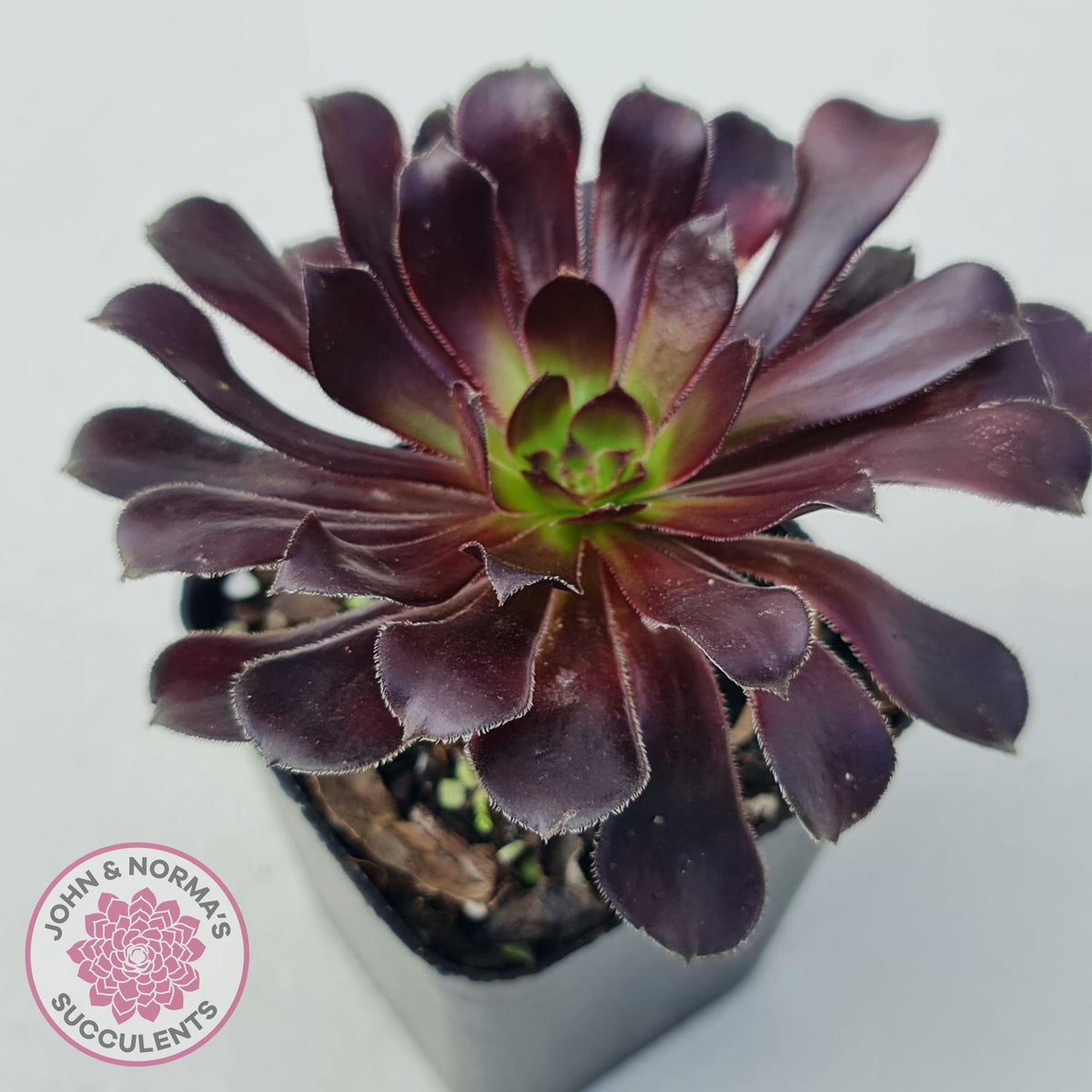 Aeonium arboreum ‘Zwartkop’