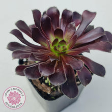 Load image into Gallery viewer, Aeonium ‘Zwartkop’ - John &amp; Norma&#39;s Succulents
