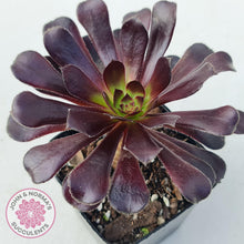 Load image into Gallery viewer, Aeonium ‘Zwartkop’ - John &amp; Norma&#39;s Succulents
