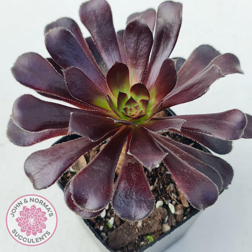 Aeonium ‘Zwartkop’ - John & Norma's Succulents