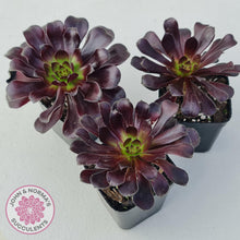 Load image into Gallery viewer, Aeonium ‘Zwartkop’ - John &amp; Norma&#39;s Succulents
