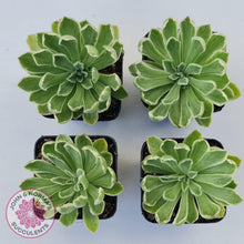 Load image into Gallery viewer, Aeonium &#39;Ballerina&#39; Variegated - John &amp; Norma&#39;s Succulents Australia
