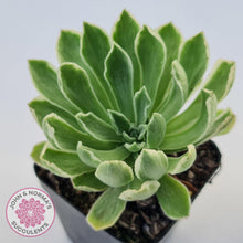 Load image into Gallery viewer, Aeonium &#39;Ballerina&#39; Variegated - John &amp; Norma&#39;s Succulents Australia
