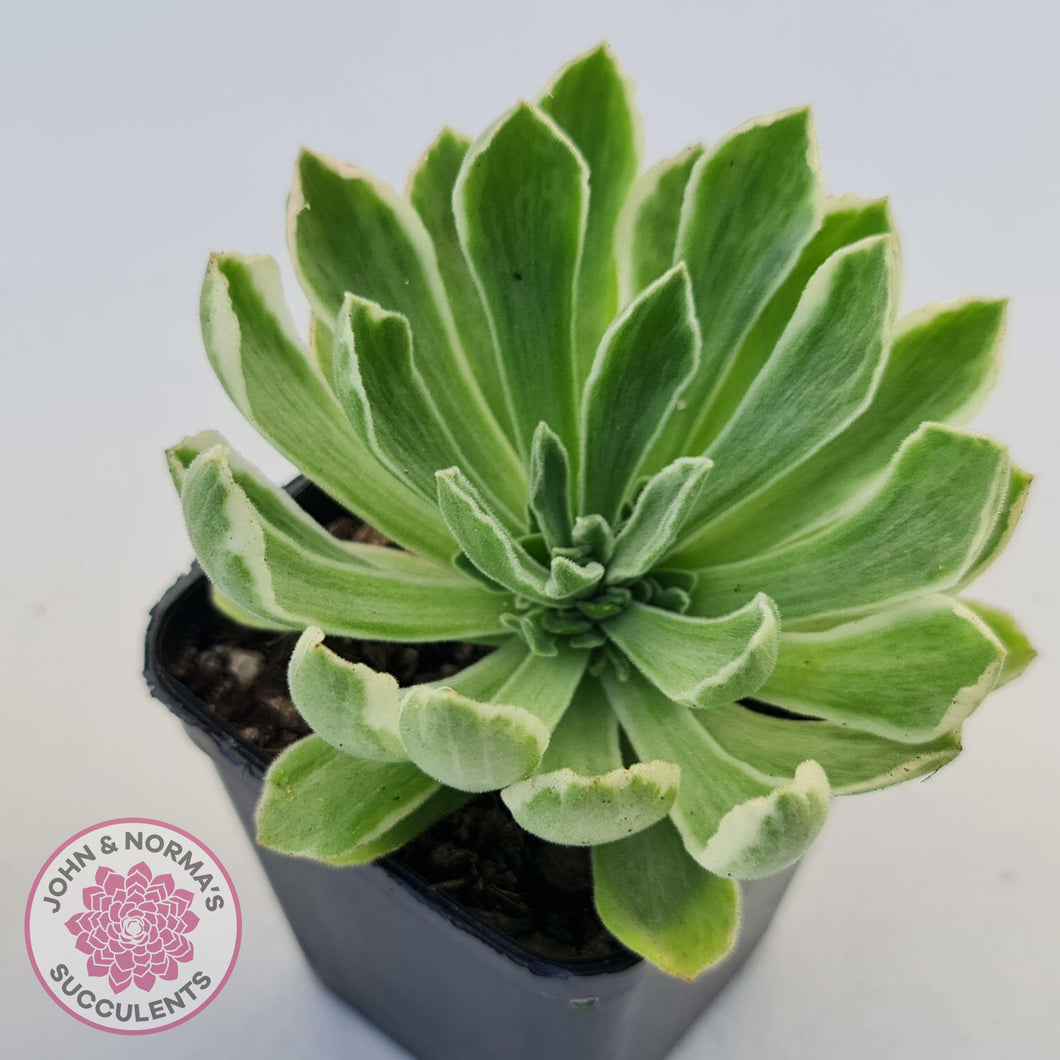 Aeonium 'Ballerina' Variegated - John & Norma's Succulents Australia