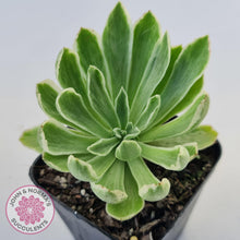 Load image into Gallery viewer, Aeonium &#39;Ballerina&#39; Variegated - John &amp; Norma&#39;s Succulents Australia
