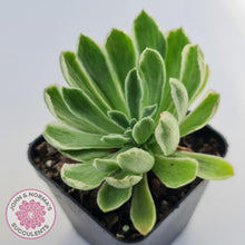 Load image into Gallery viewer, Aeonium &#39;Ballerina&#39; Variegated - John &amp; Norma&#39;s Succulents Australia
