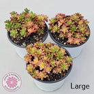 Aeonium sedifolium Variegated