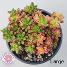 Aeonium sedifolium Variegated