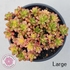 Aeonium sedifolium Variegated