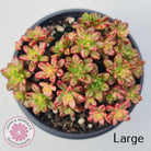 Aeonium sedifolium Variegated