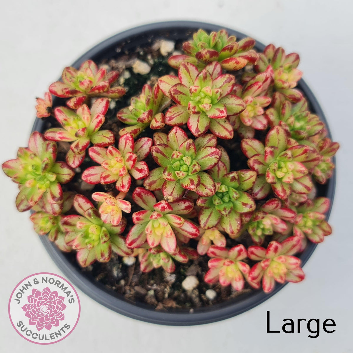 Aeonium sedifolium Variegated