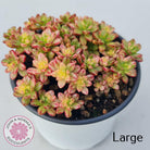 Aeonium sedifolium Variegated