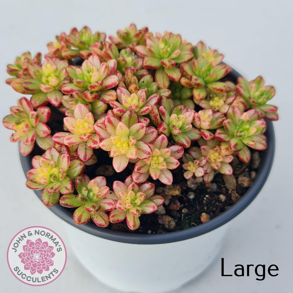 Aeonium sedifolium Variegated