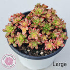 Aeonium sedifolium Variegated
