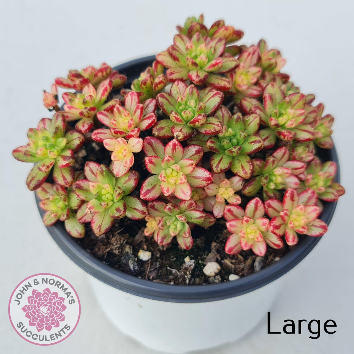 Aeonium sedifolium Variegated