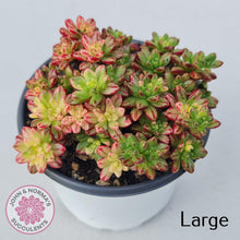 Load image into Gallery viewer, Aeonium sedifolium Variegated - John &amp; Norma&#39;s Succulents
